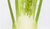 Gewöhnlicher Fenchel